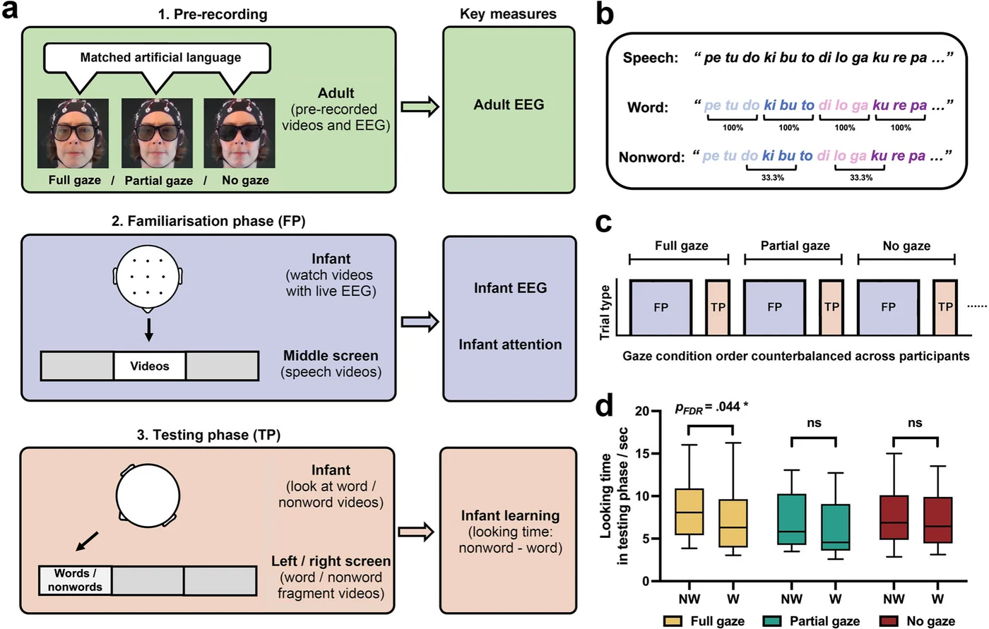 Study design figure: Adult-to-infant neural coupling in social learning